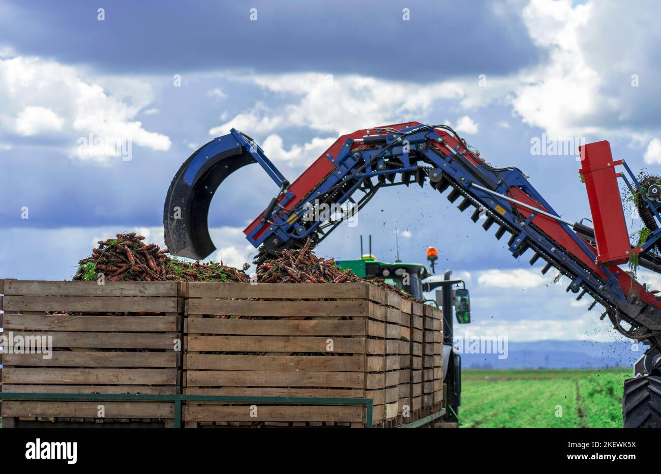 Carrot Harvester Unloading On The Go. Harvested Carrot On The Conveyor
