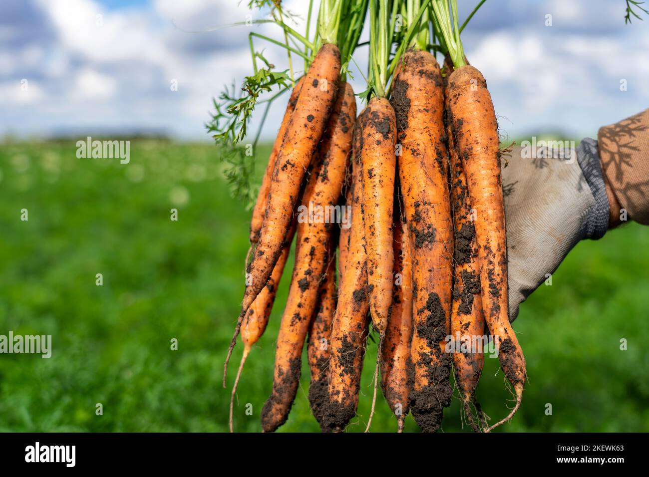 Carrot Harvest 2022 Has Started. Commercial Production And Management