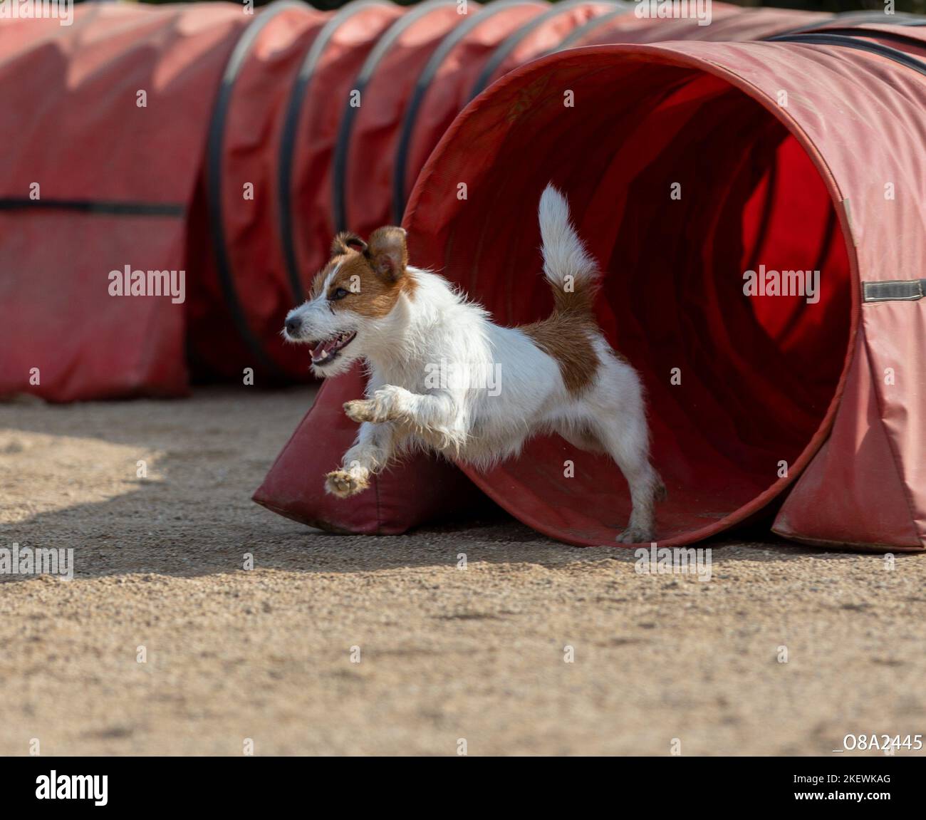 Dog jumping agility competition Stock Photo Alamy