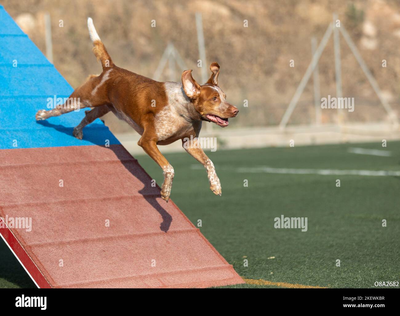 Dog jumping agility competition Stock Photo Alamy