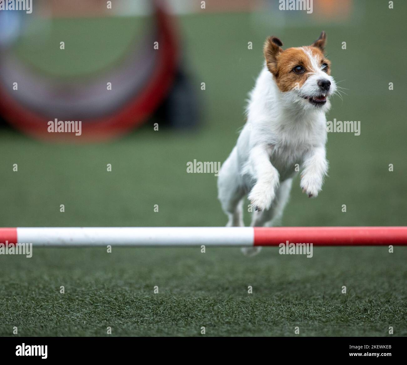 Dog jumping agility competition Stock Photo Alamy