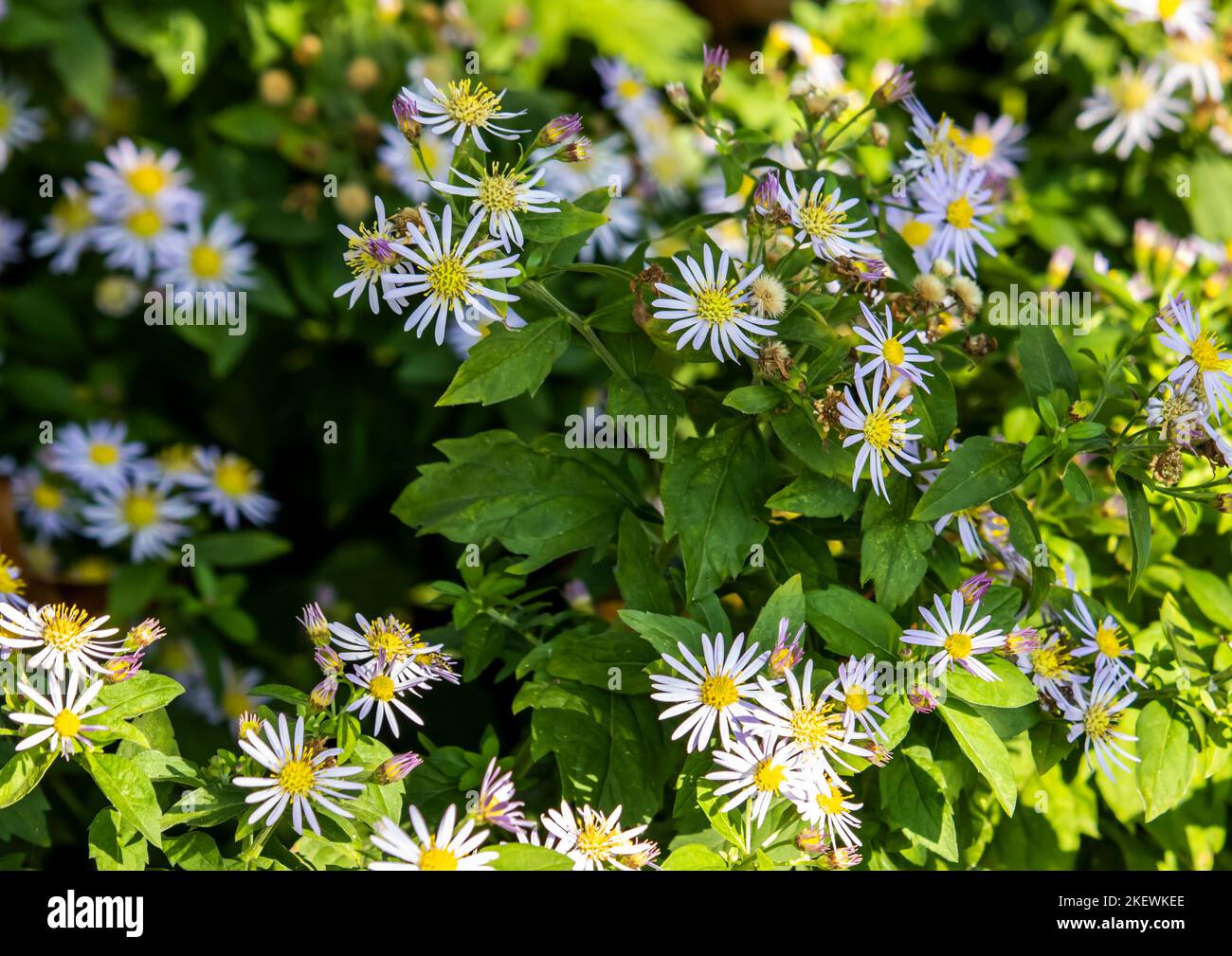 Aster x dumosus ,Aster ,White flower Stock Photo