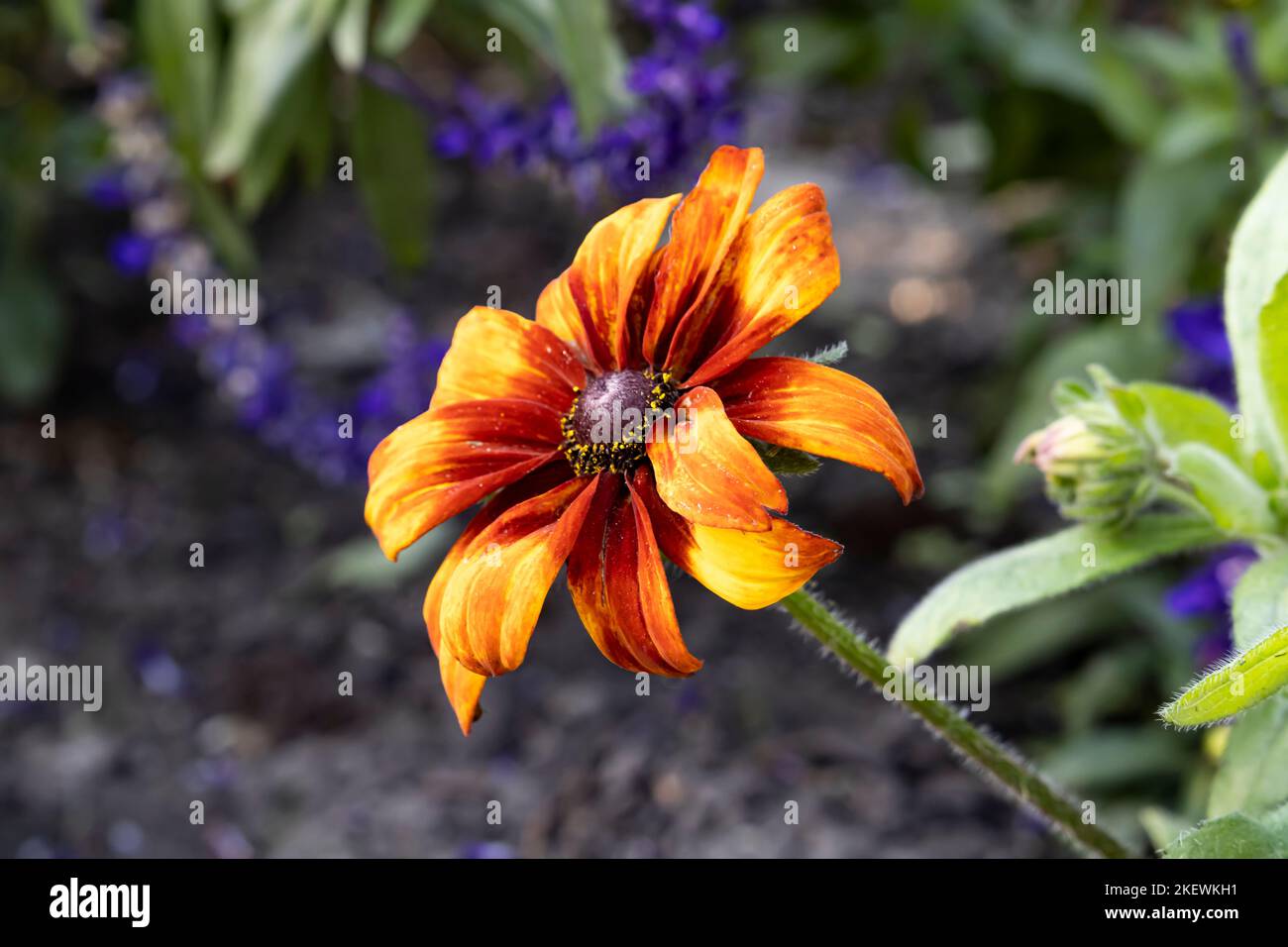 Rudbecia hirta , Blackeyed Susan Stock Photo Alamy