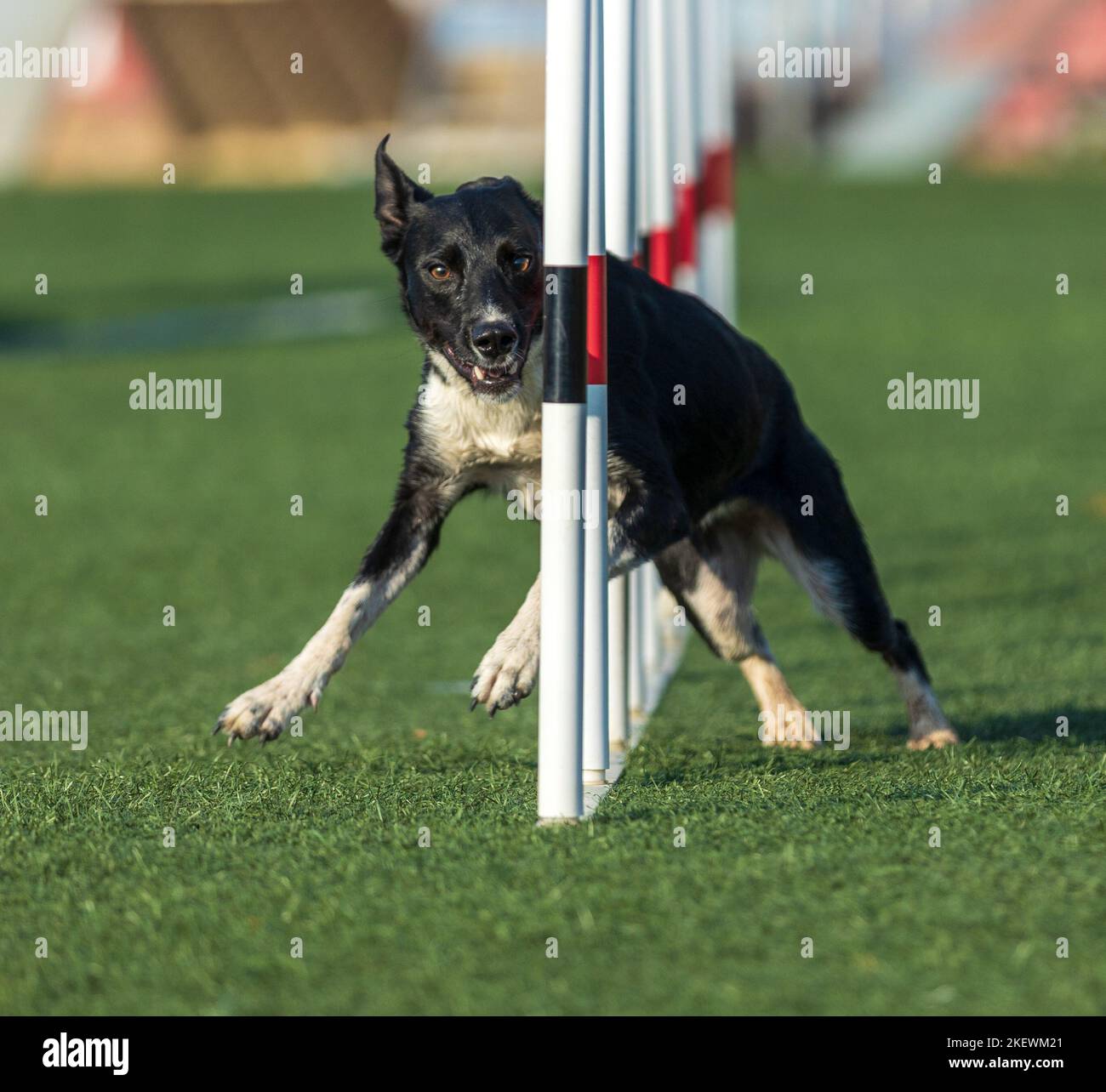 Dog jumping agility competition Stock Photo Alamy