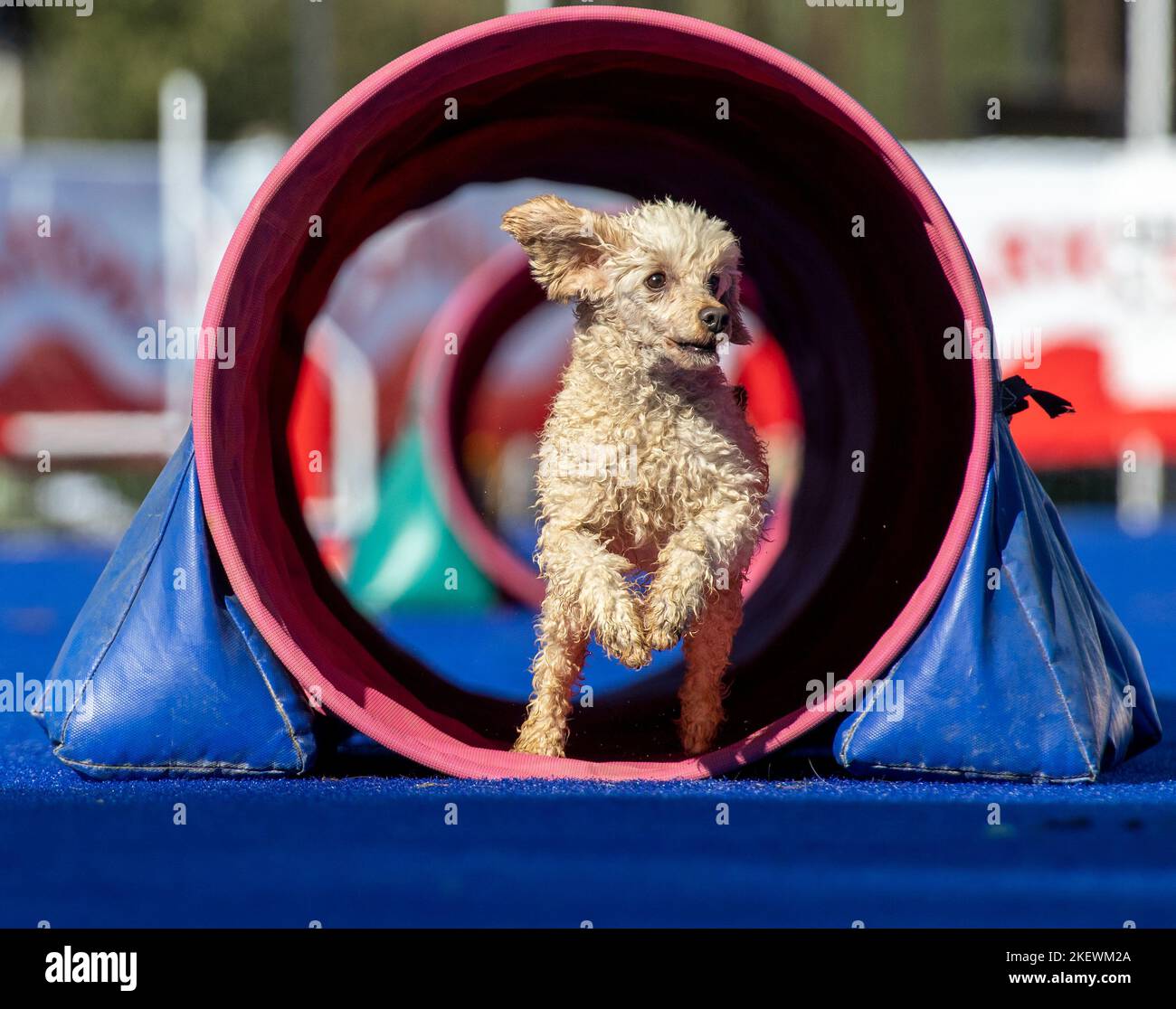 Dog jumping agility competition Stock Photo Alamy