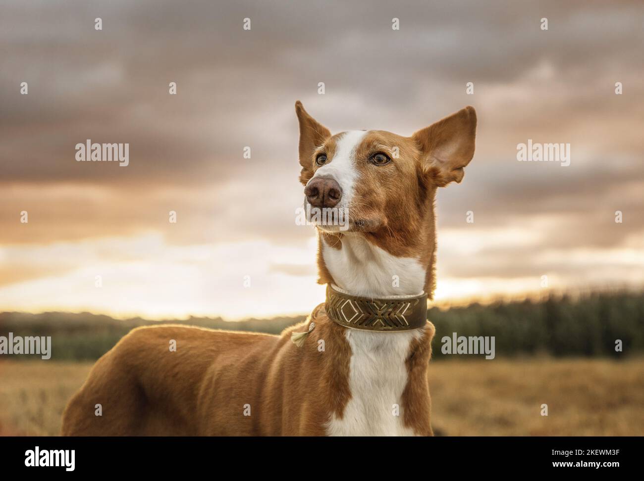 Xarnego valenciano hi-res stock photography and images - Alamy