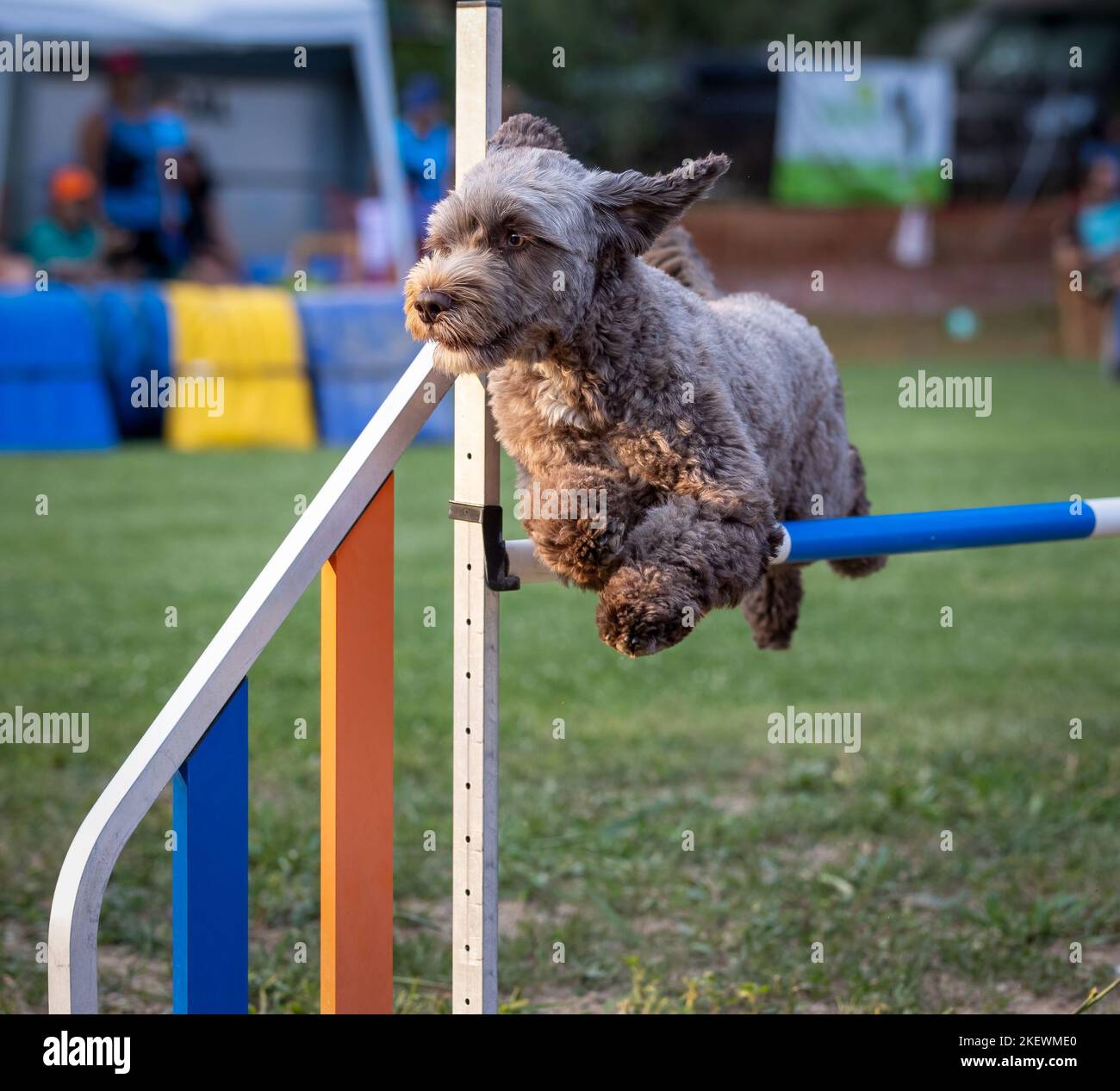 Dog jumping agility competition Stock Photo Alamy