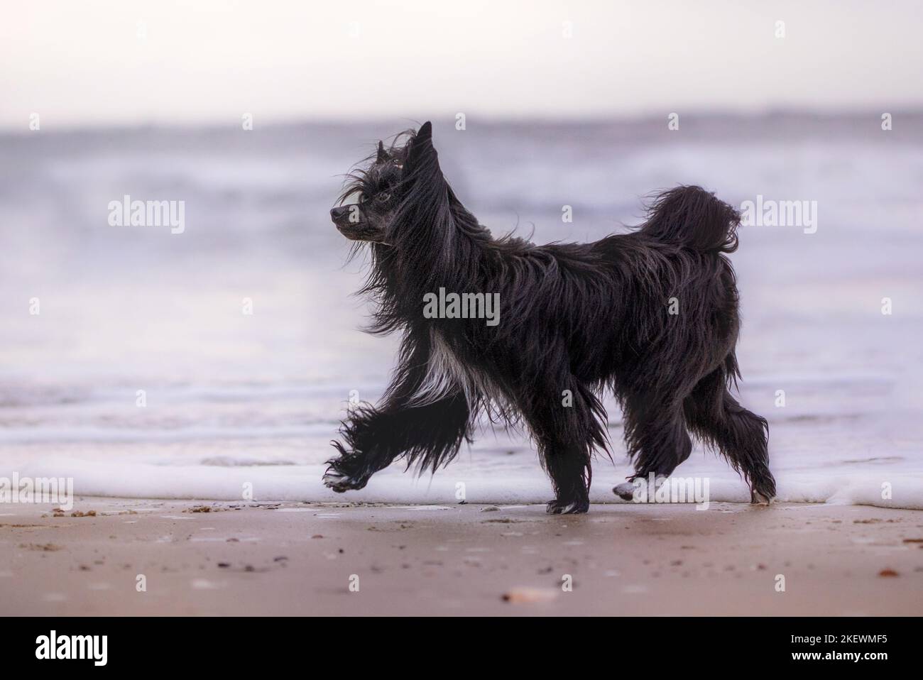 black Chinese Crested Powderpuff Stock Photo Alamy