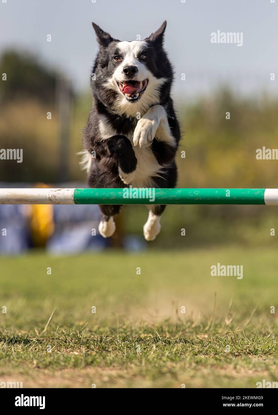 Dog jumping agility competition Stock Photo Alamy