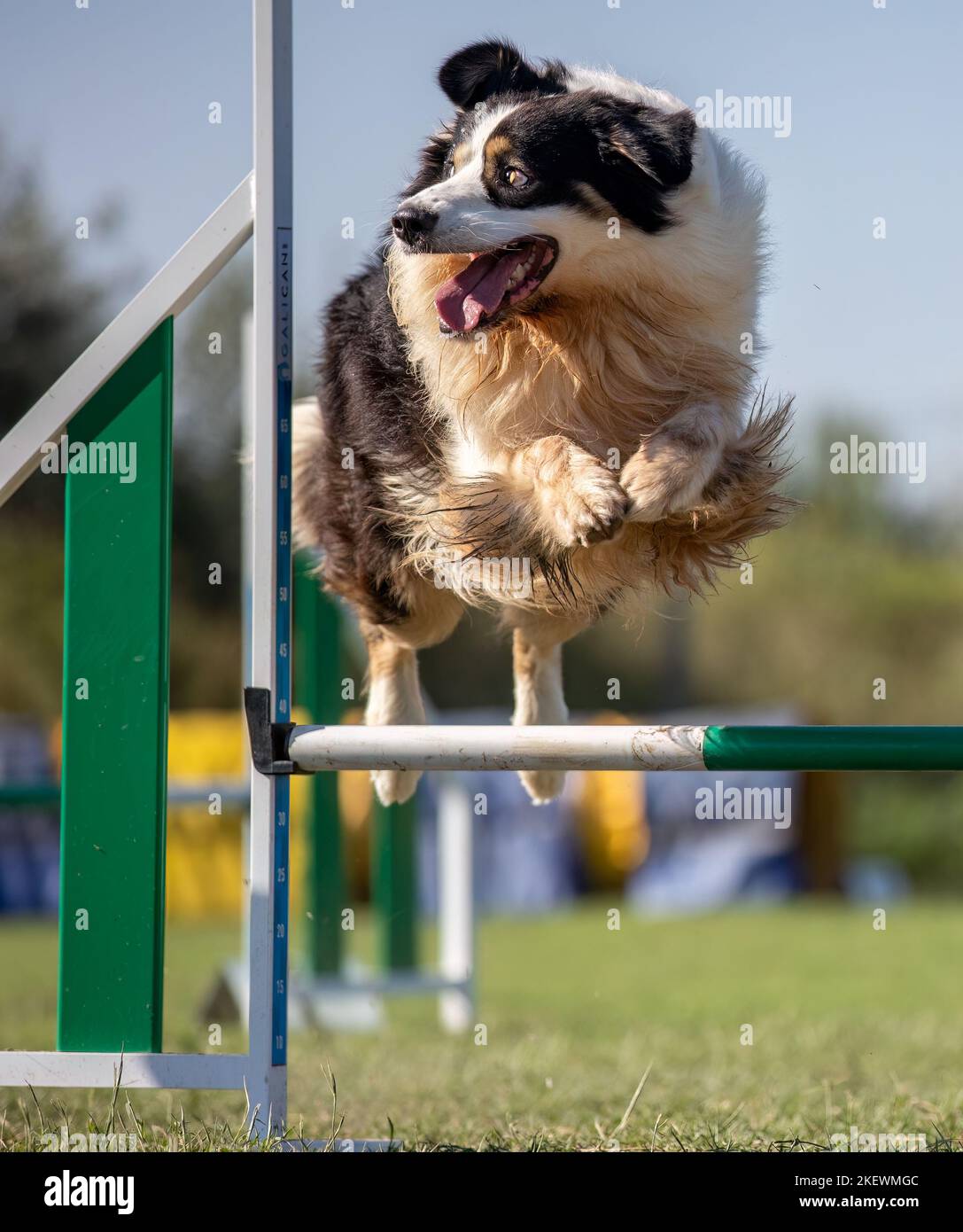 Dog jumping agility competition Stock Photo Alamy
