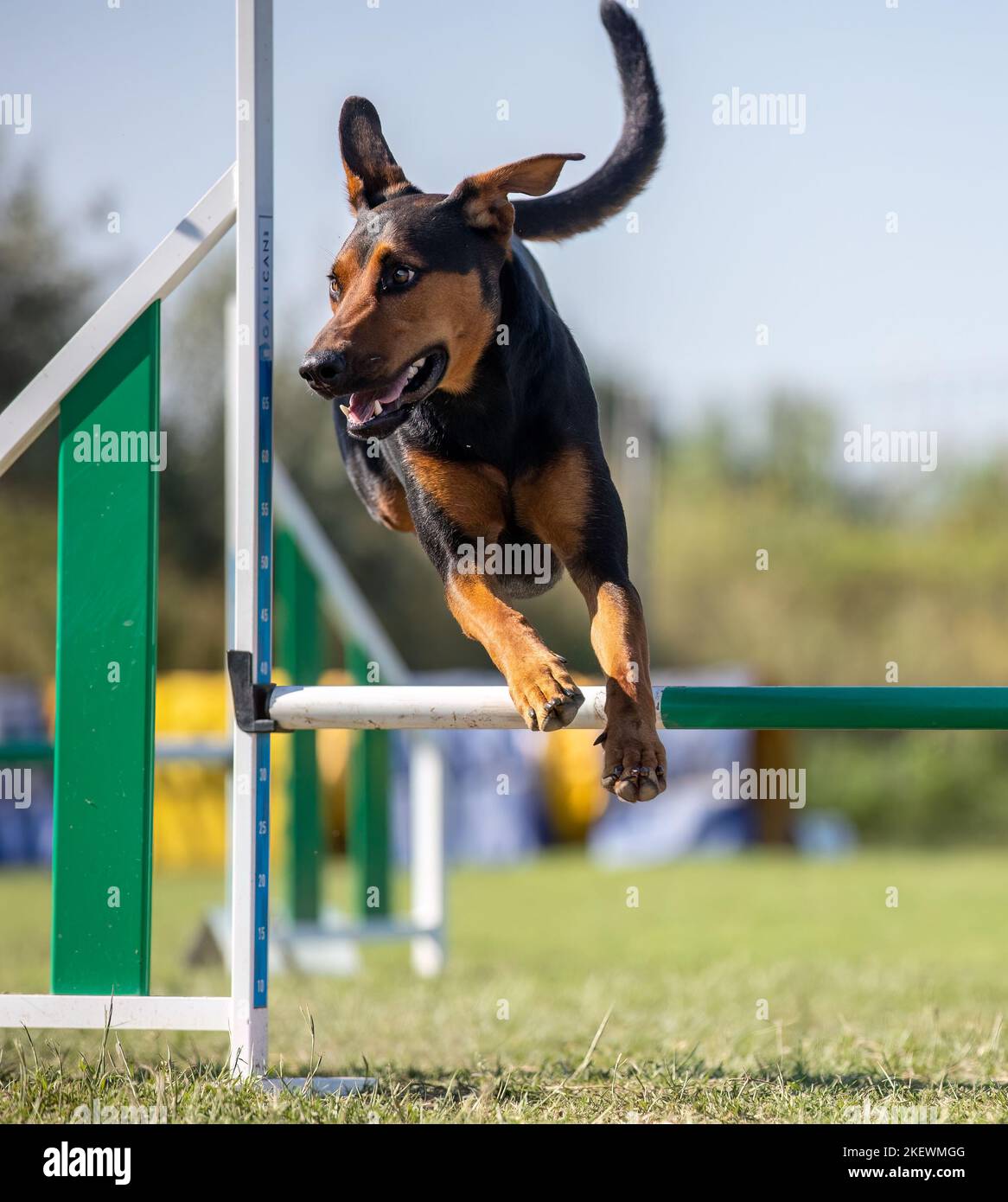 Dog jumping agility competition Stock Photo Alamy