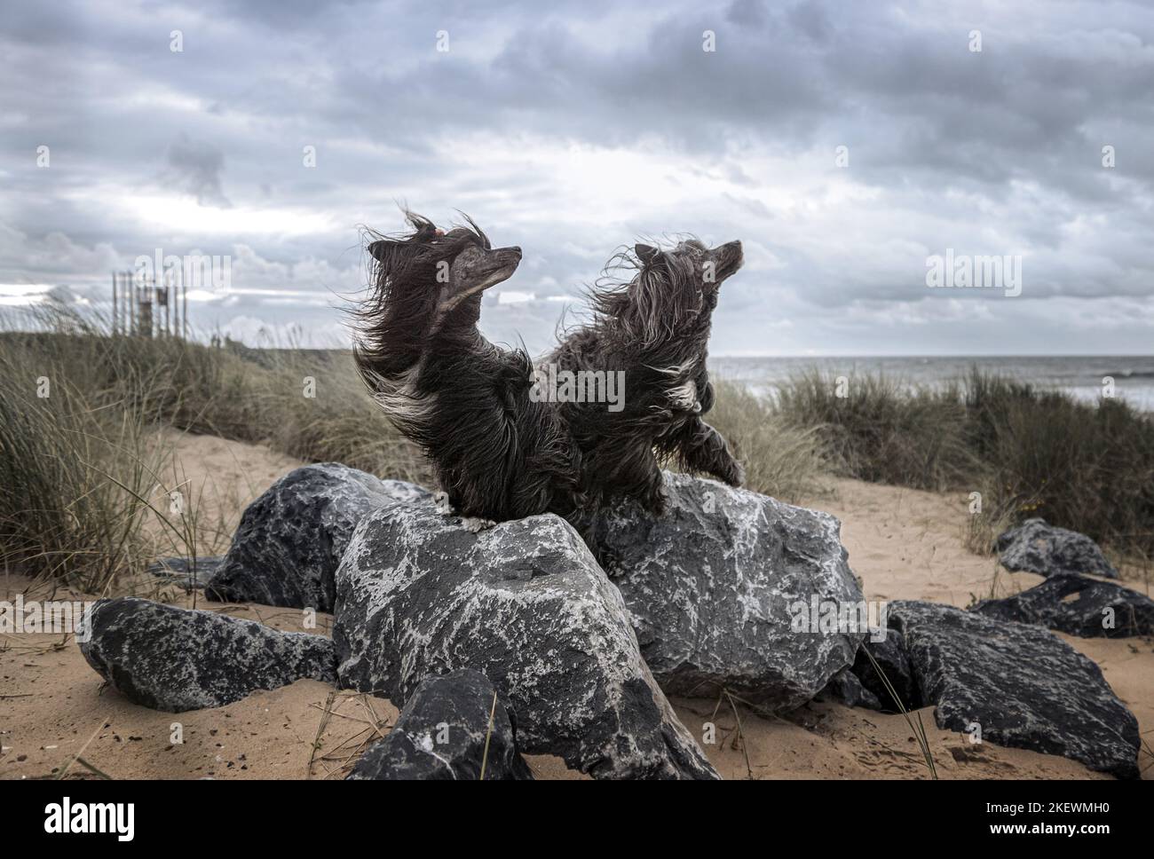 2 Chinese Crested Powderpuff Stock Photo Alamy