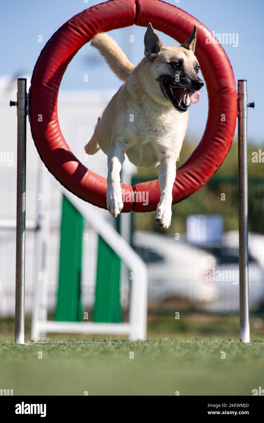 Dog jumping agility competition Stock Photo Alamy