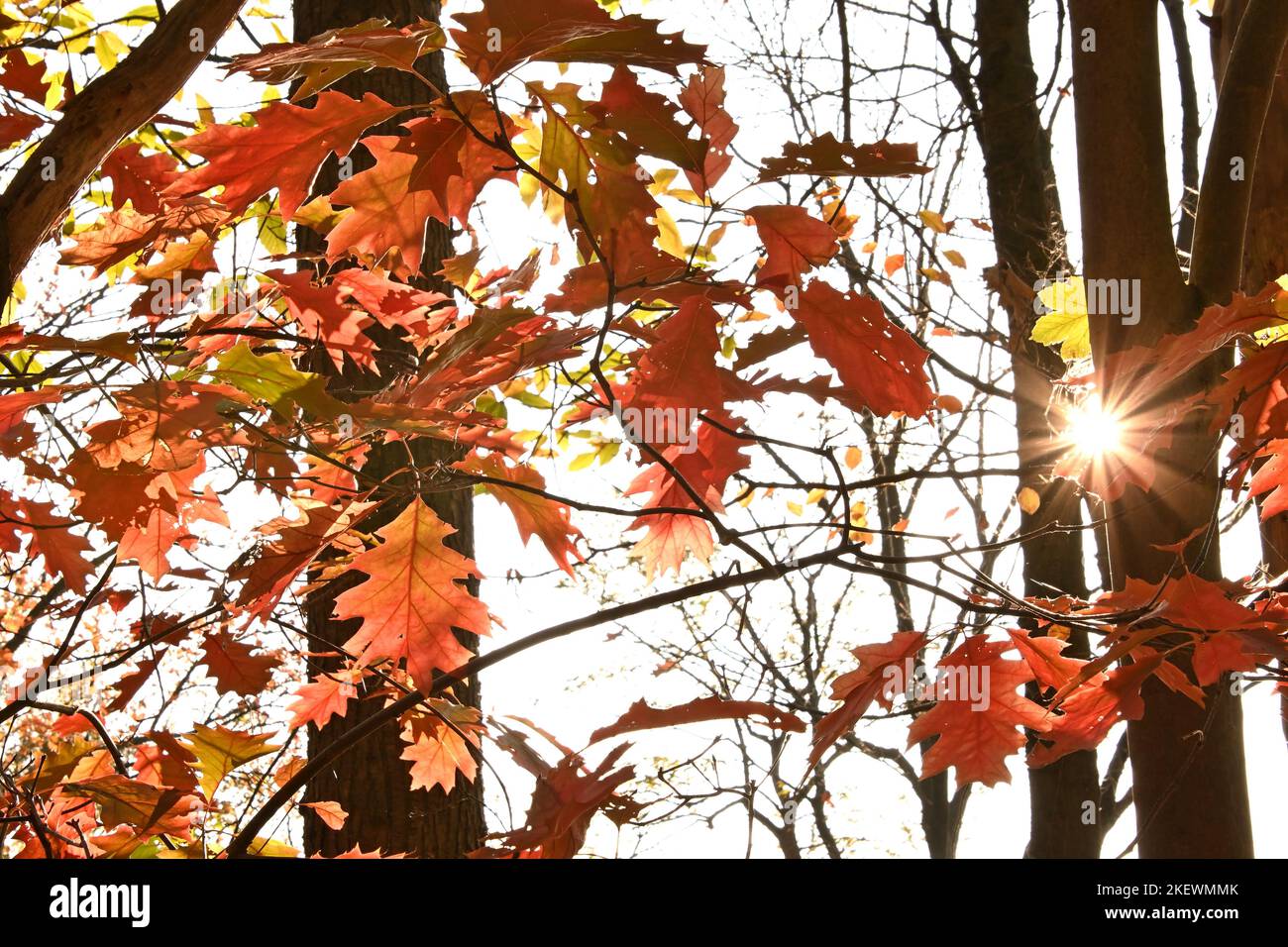 Buntes Herbstlaub im Herbstwald Stock Photo