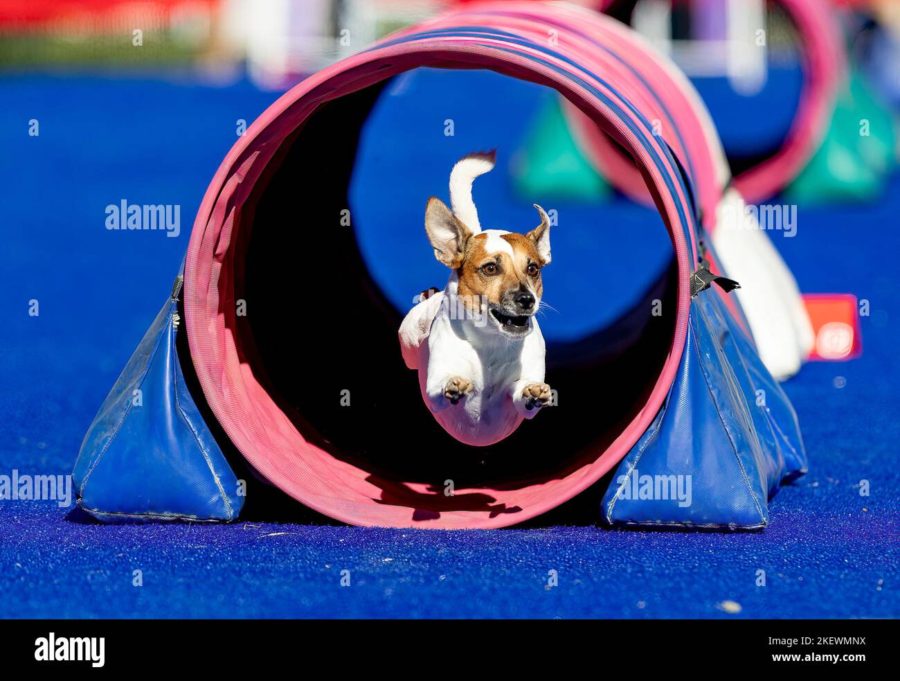 Dog jumping agility competition Stock Photo Alamy