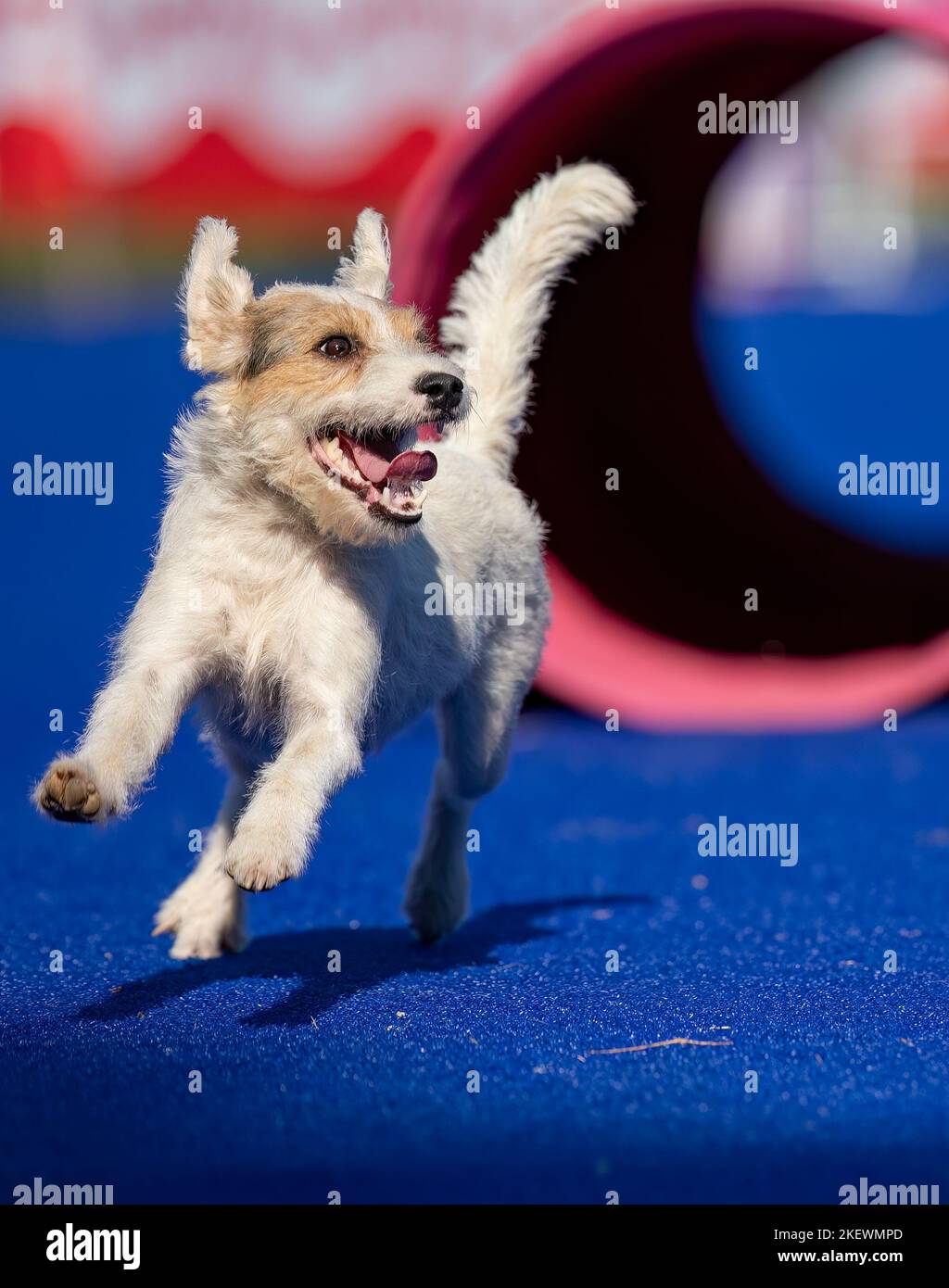 Dog jumping agility competition Stock Photo Alamy