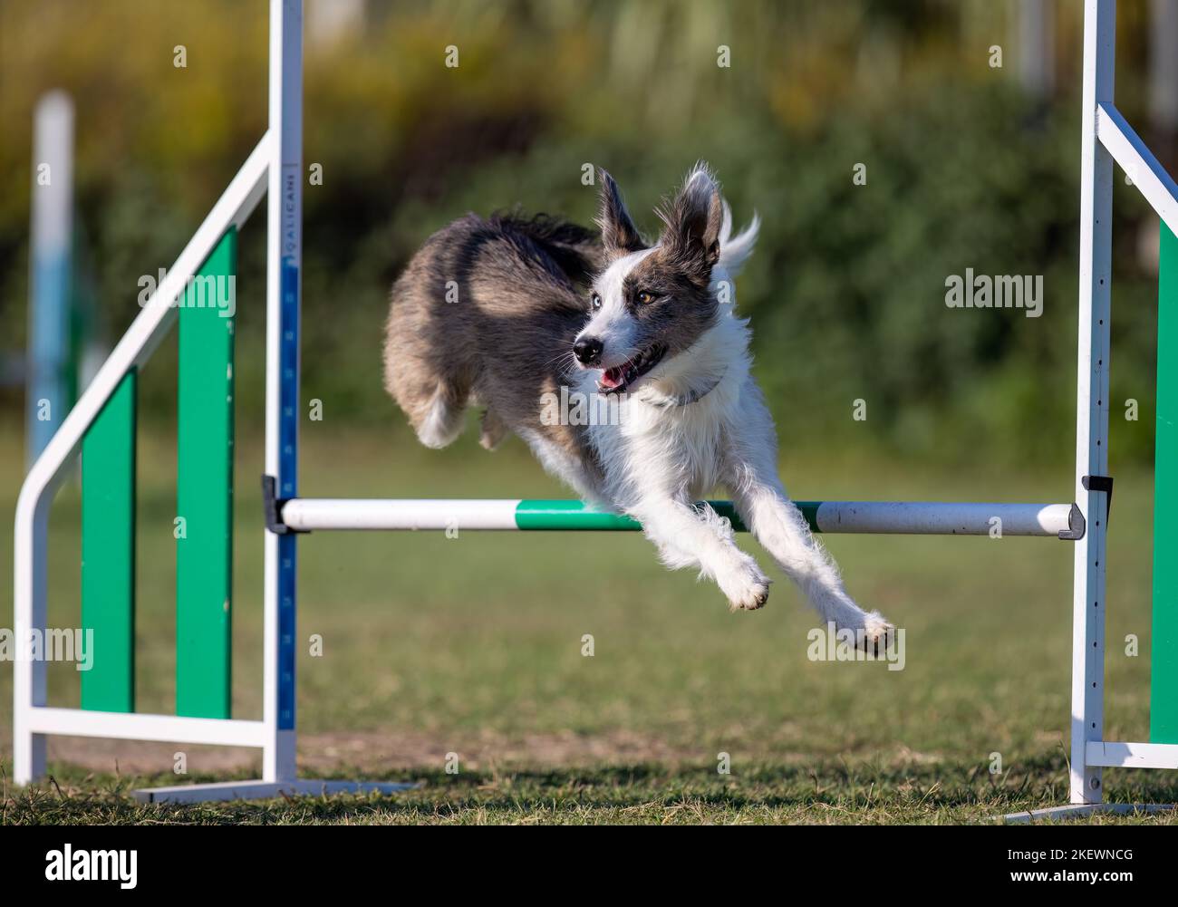 Dog jumping agility competition Stock Photo - Alamy