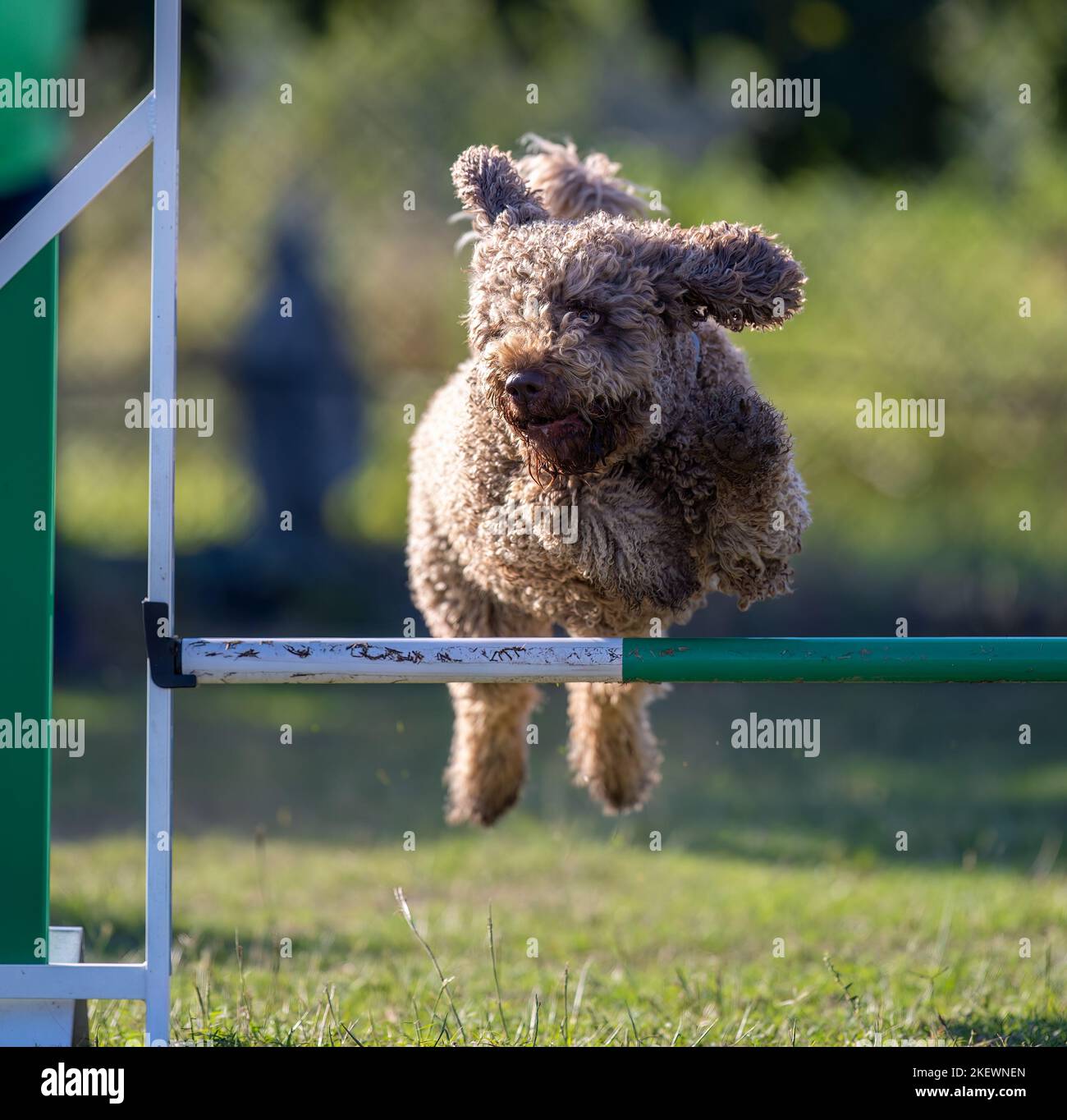 Dog jumping agility competition Stock Photo Alamy