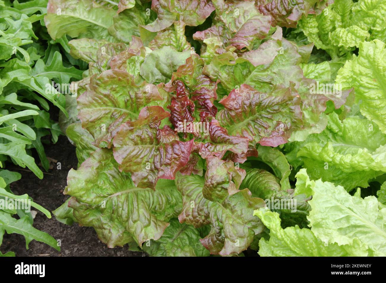 Picking lettuce 'Amerikanischer Brauner' in garden. Stock Photo