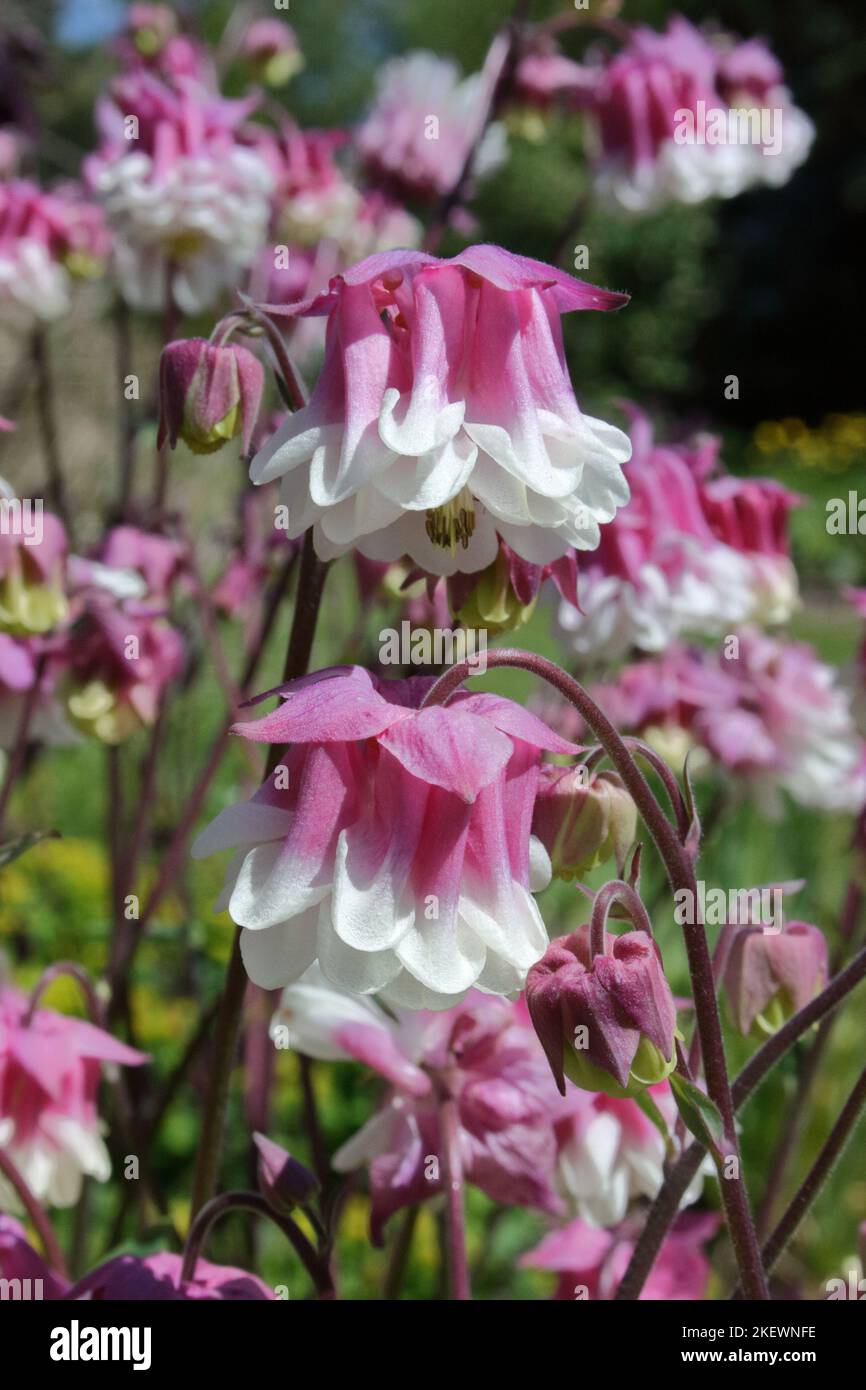 Columbine (Aquilegia vulgaris 'Pink Petticoat') in the garden. Stock Photo