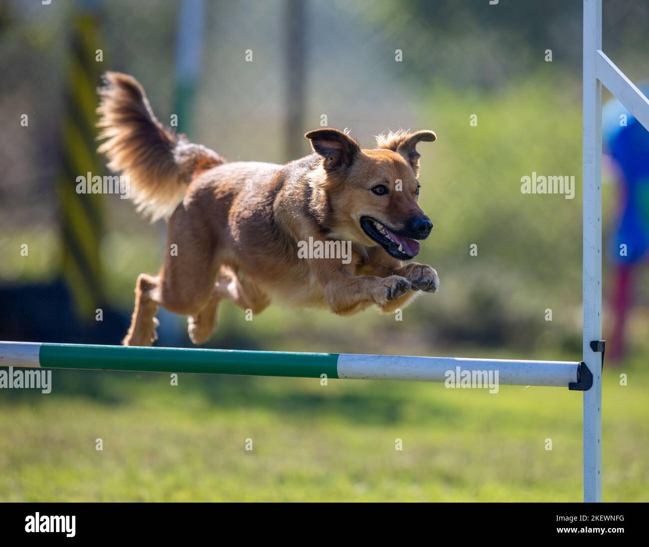 Dog jumping agility competition Stock Photo Alamy