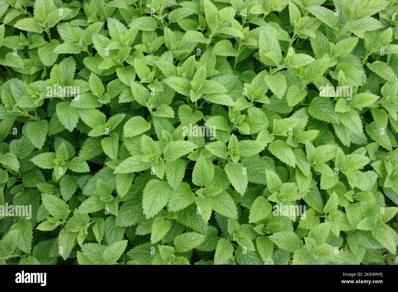 Lemon balm (Melissa officinalis) Stock Photo