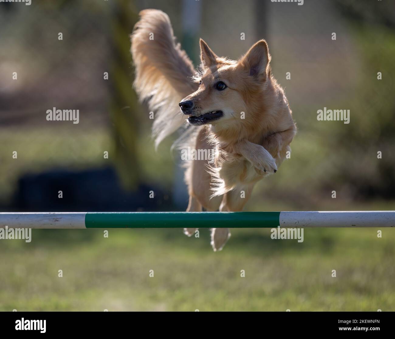 Dog jumping agility competition Stock Photo Alamy