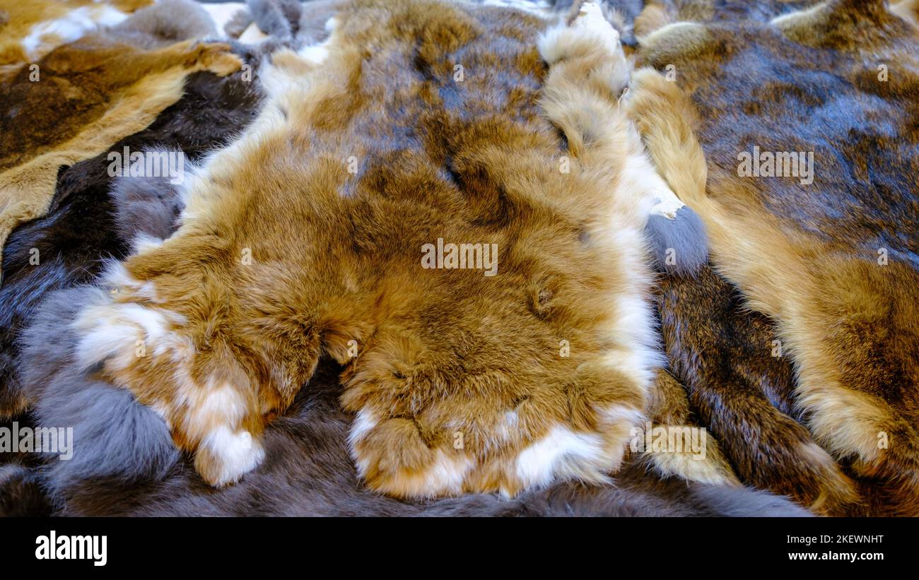 Animal skins for sale hi-res stock photography and images - Alamy