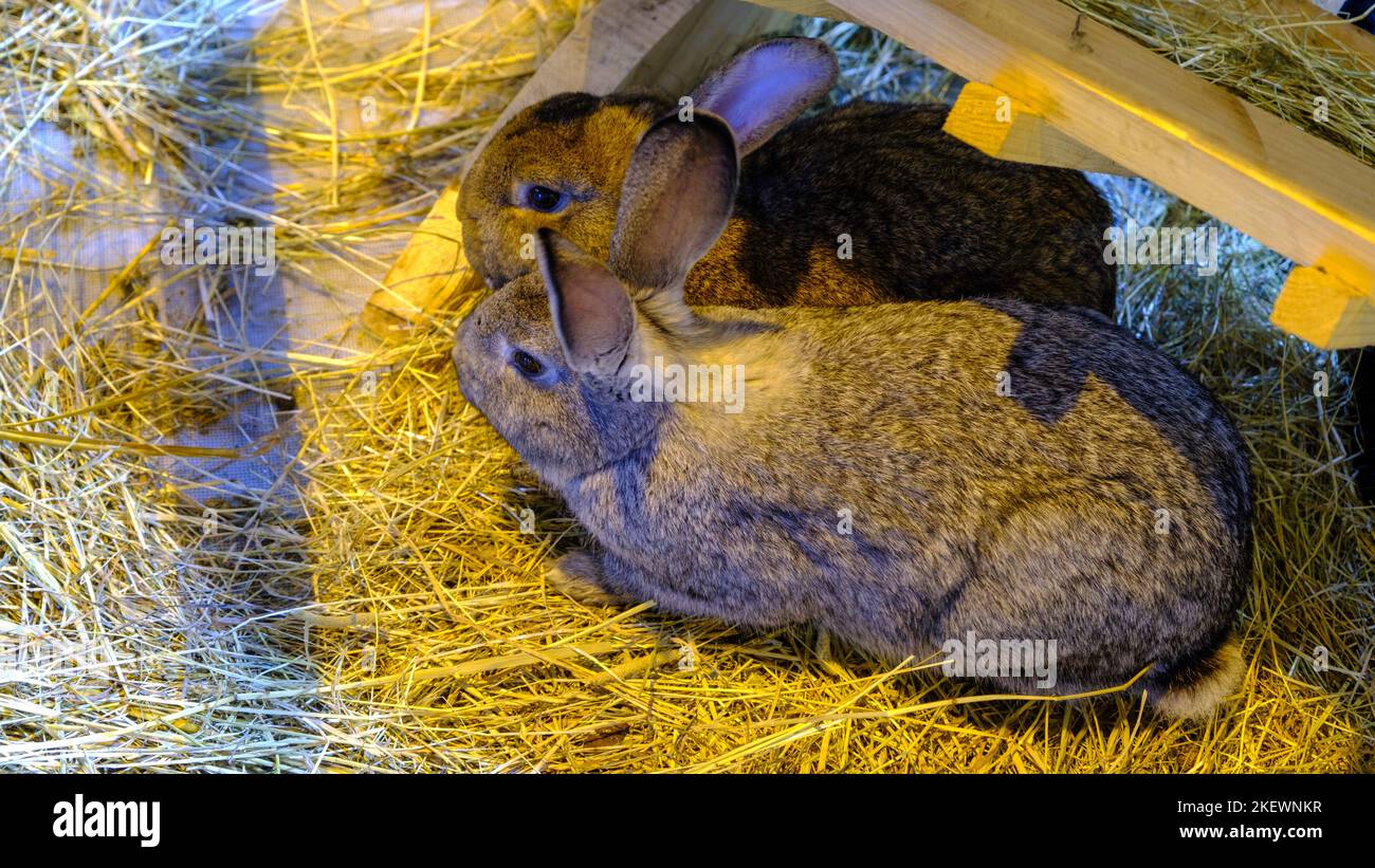 Two young dwarf rabbit sitting side by side Stock Photo Alamy