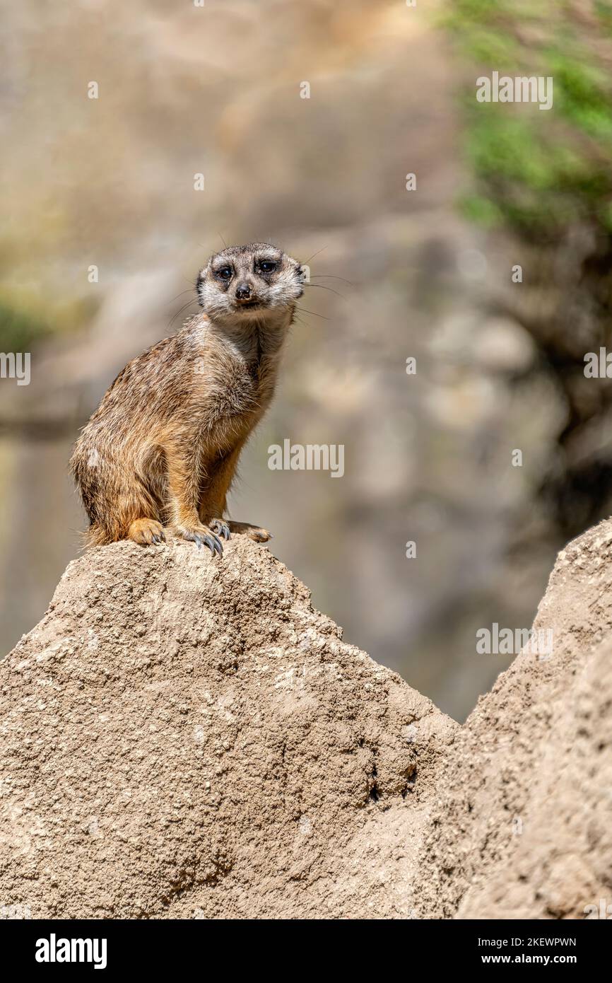 Closeup of a Single Meerkat (Suricata suricatta) on guard at the Berlin Zoo, Germany Stock Photo