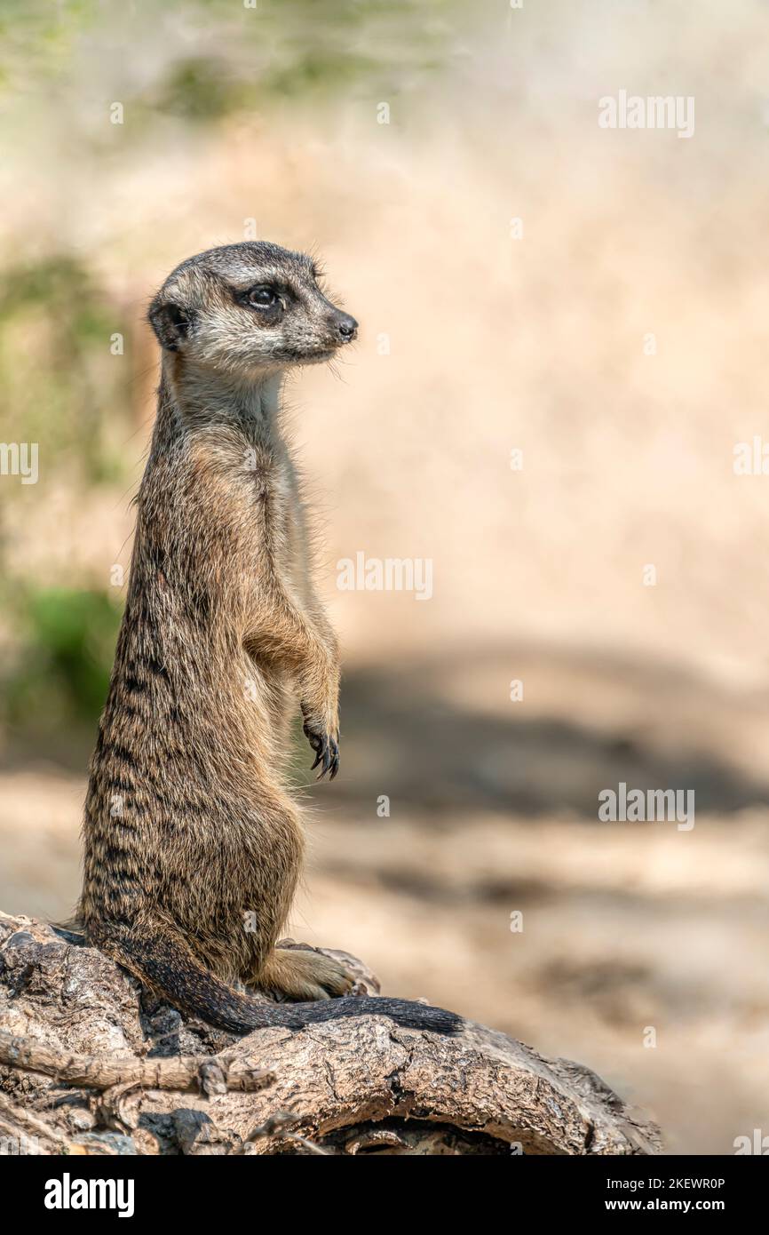 Closeup of a Single Meerkat (Suricata suricatta) on guard at the Berlin Zoo, Germany Stock Photo