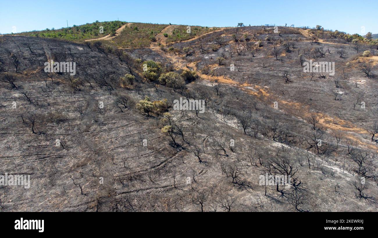 Aerial drone view of burned forest. Dark land and black trees caused by fire. Forest fire. Climate change, ecology and land. Stock Photo