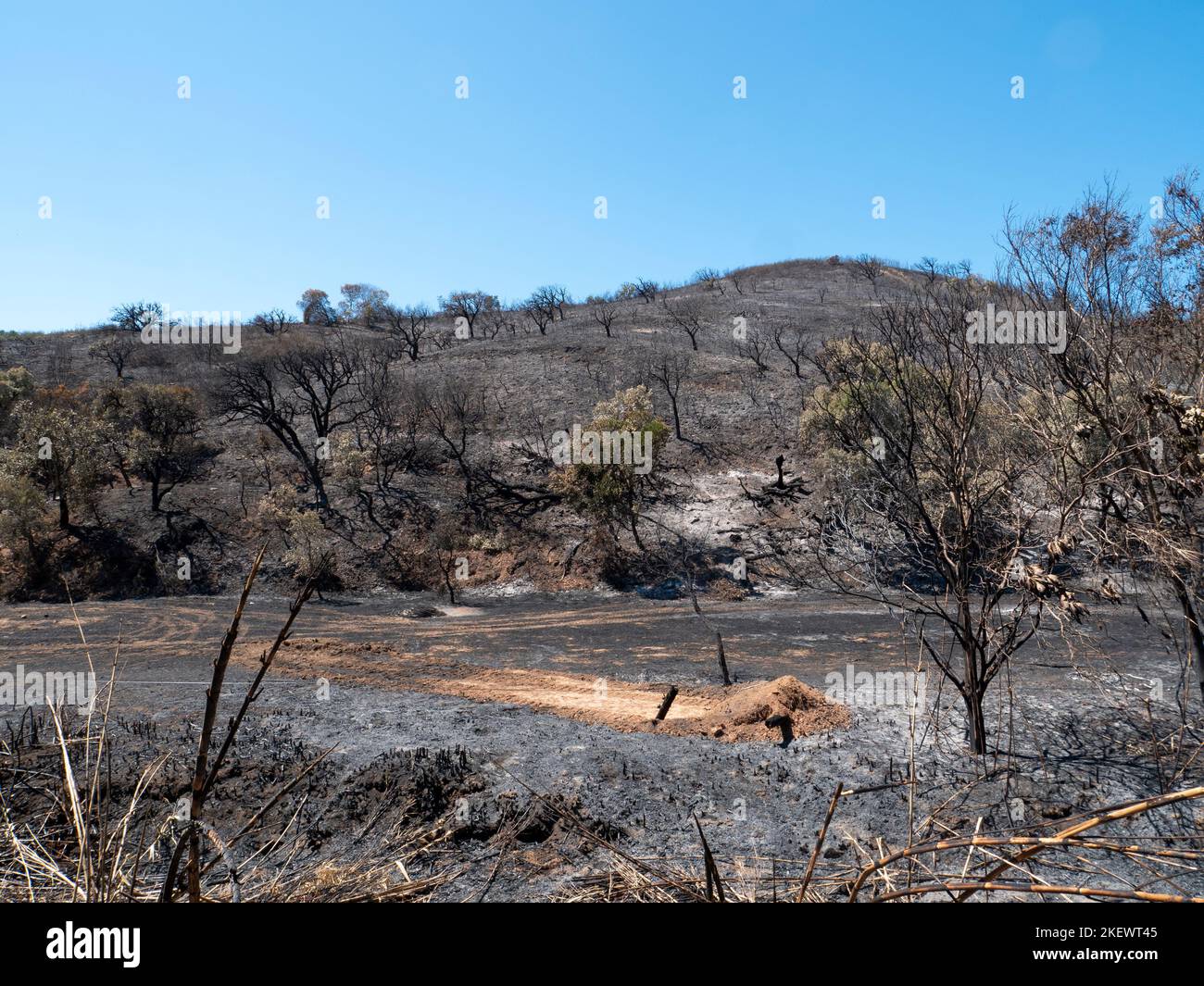 View of burned forest. Dark land and black trees caused by fire. Forest fire. Climate change and ecology. Destruction of land. Stock Photo