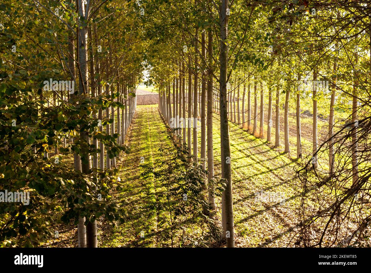 Poplar tree hires stock photography and images Alamy