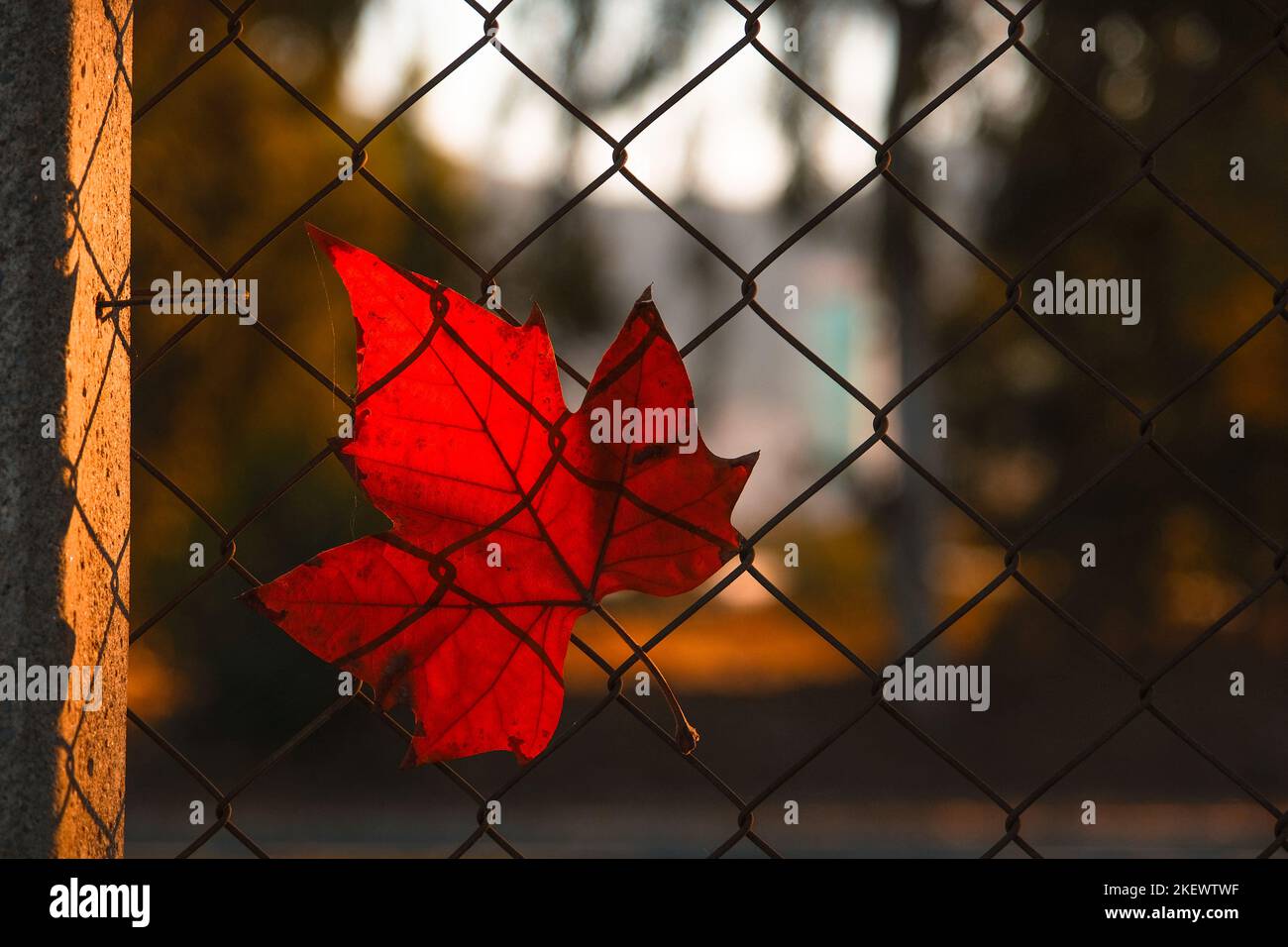 Red autumn maple leaf on metal mesh in sunlight. Stock Photo