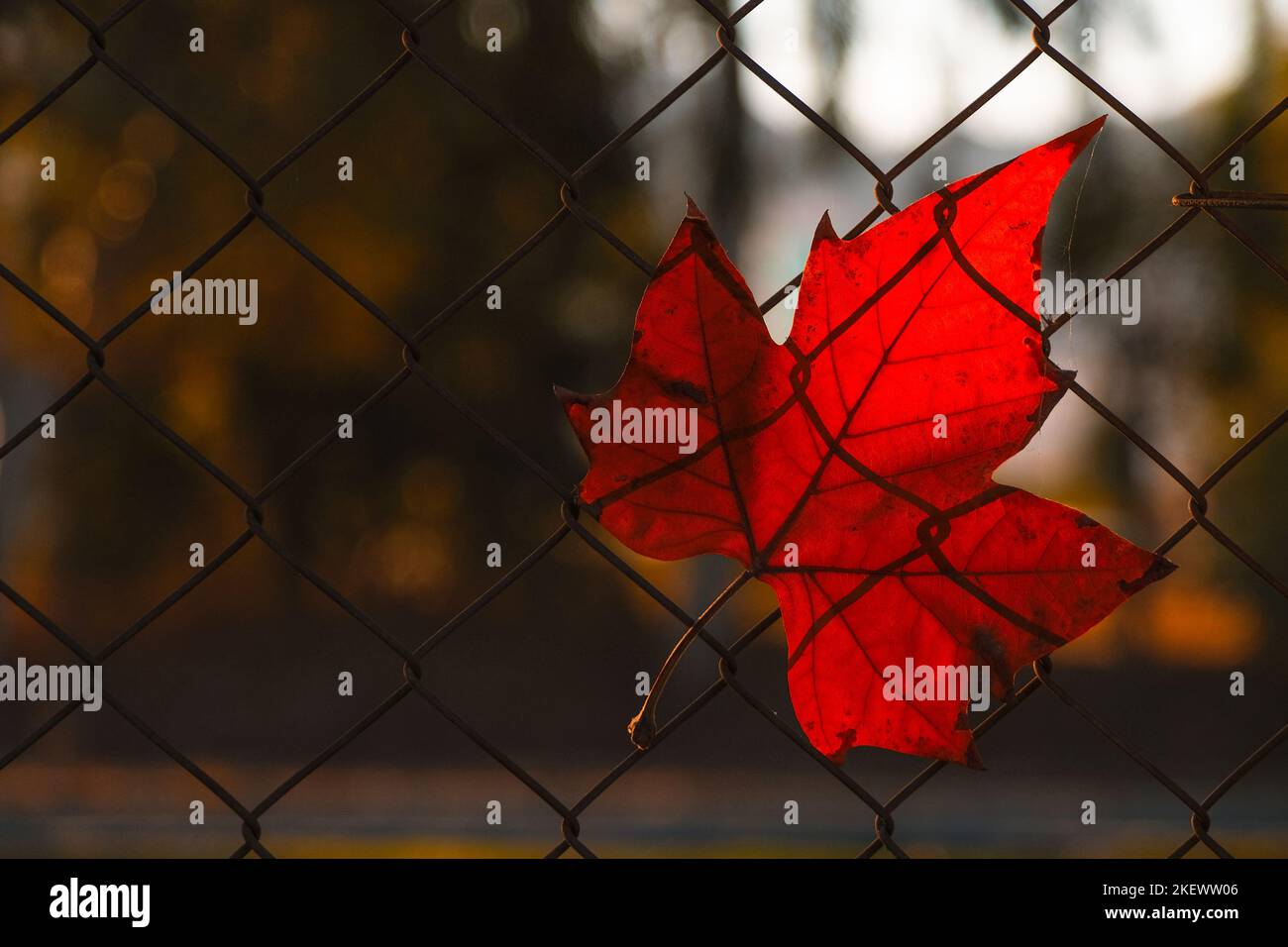 Red autumn maple leaf on metal mesh in sunlight. Stock Photo