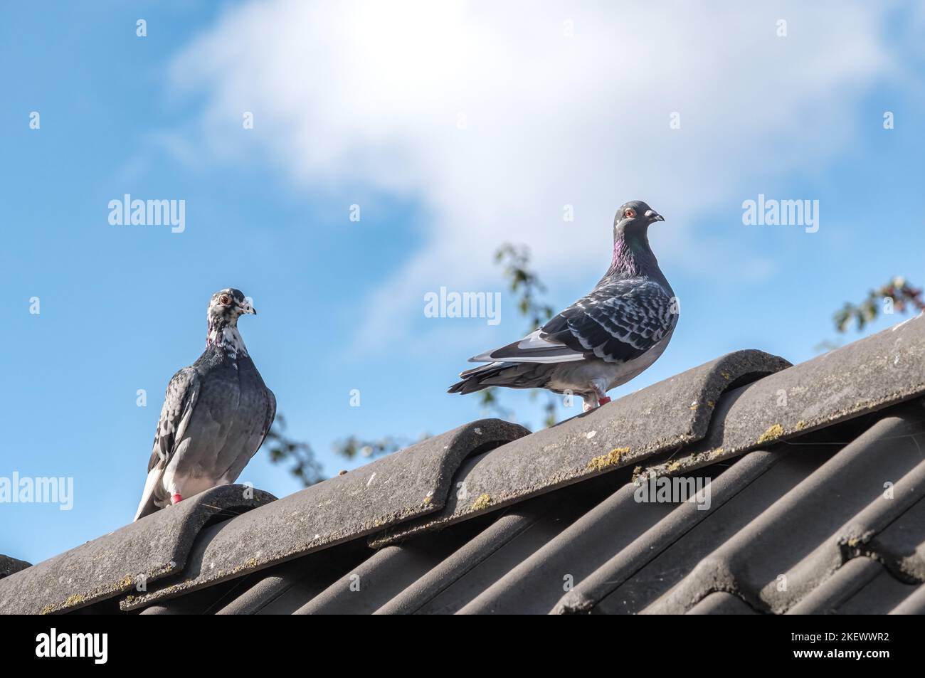 A couple of homing pigeons walk on the ridge of a roof Stock Photo
