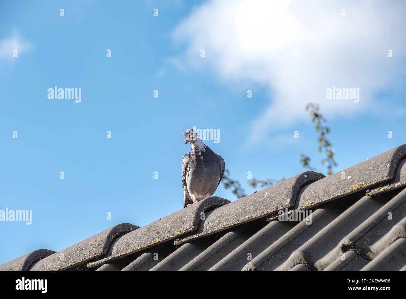 Carrier pigeon walks on the ridge of a roof Stock Photo