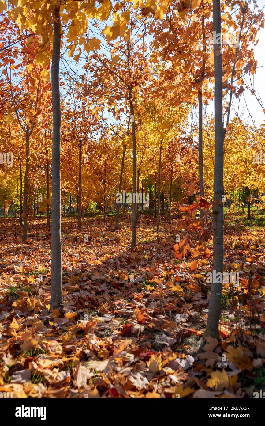 Detroit, Michigan - Rows of trees in autumn, part of the Hantz Woodlands tree farm. The vast amount of empty land in Detroit has allowed the company, Stock Photo
