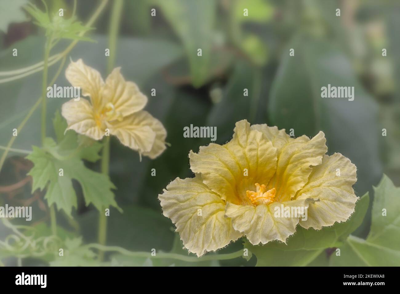 Balsam apple flower (Momordica balsamina).male and female flower. Cucurbitaceae Stock Photo