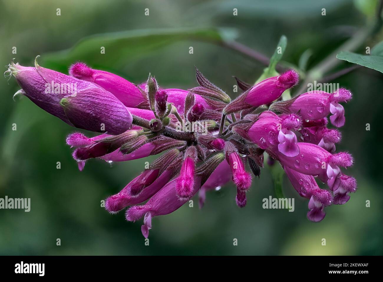 Salvia involucrata cv. Bethelli; Lamiaceae; ornamental sage; perennial herb; flower red Stock Photo