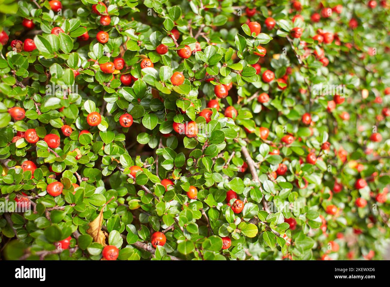 Red berry of Cotoneaster plant in the garden. Summer and spring time Stock Photo