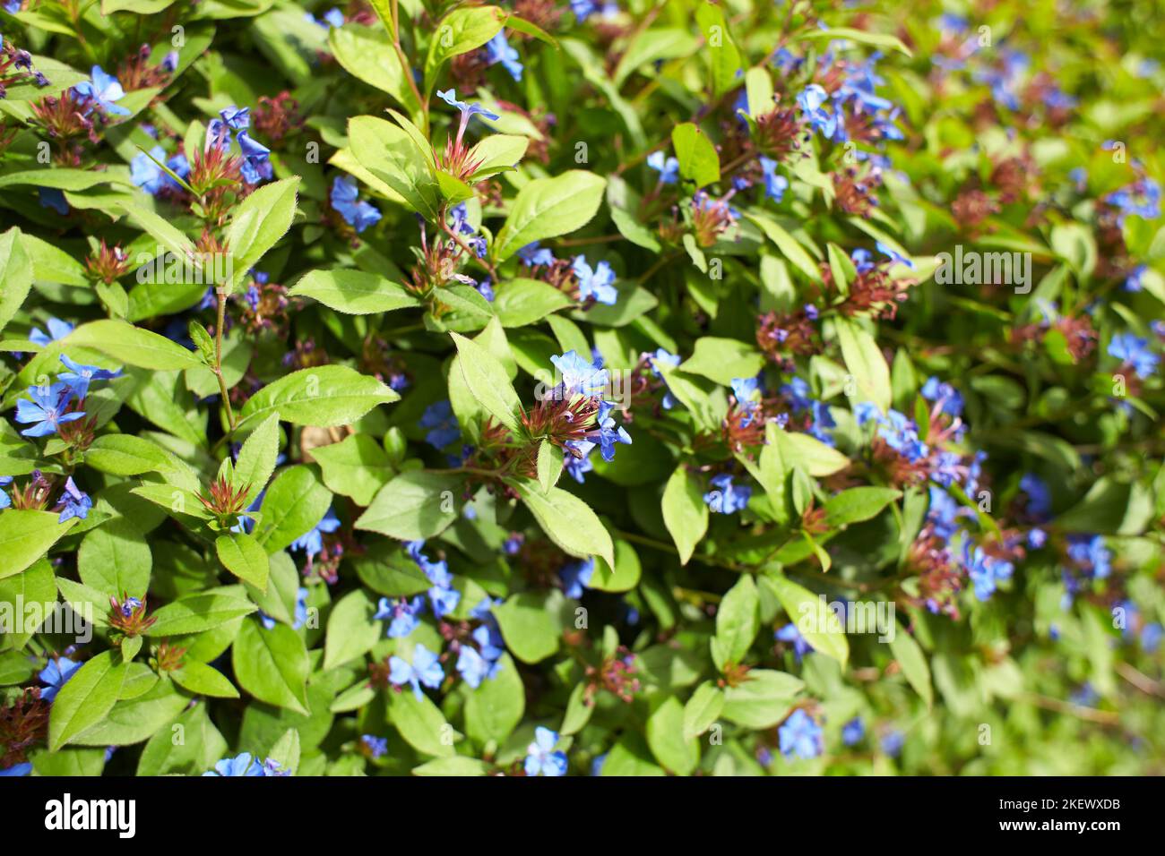 Blue flowers plumbaginaceae ceratostigma plumbaginoides in the garden. Summer and spring time Stock Photo