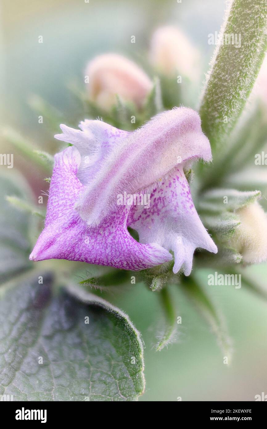 Phlomis bovei, Lamiaceae. Garden plant. Stock Photo