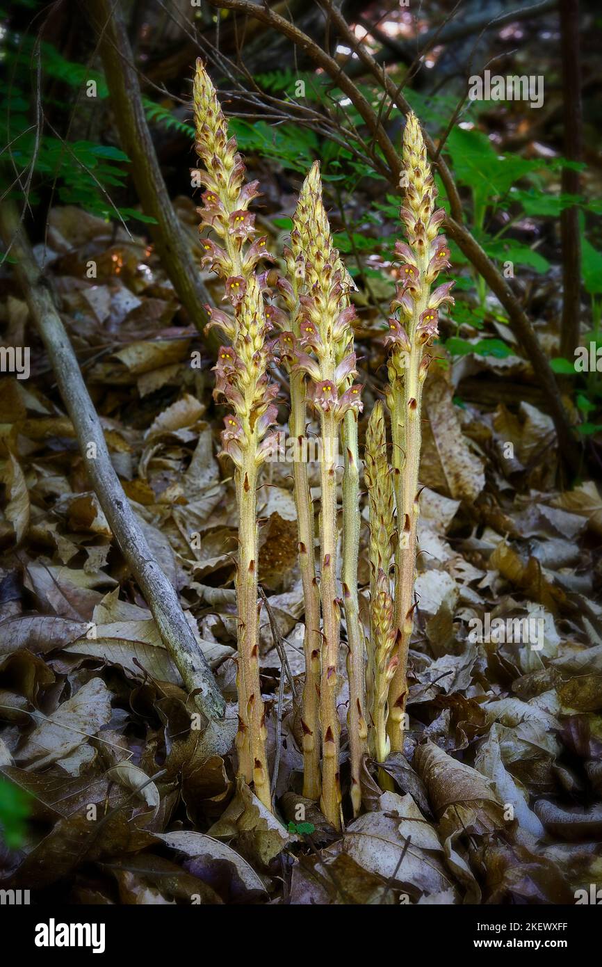 Greater broomrape (Orobanche rapum-genistae), Orobancaceae. Parasitic plant. Stock Photo