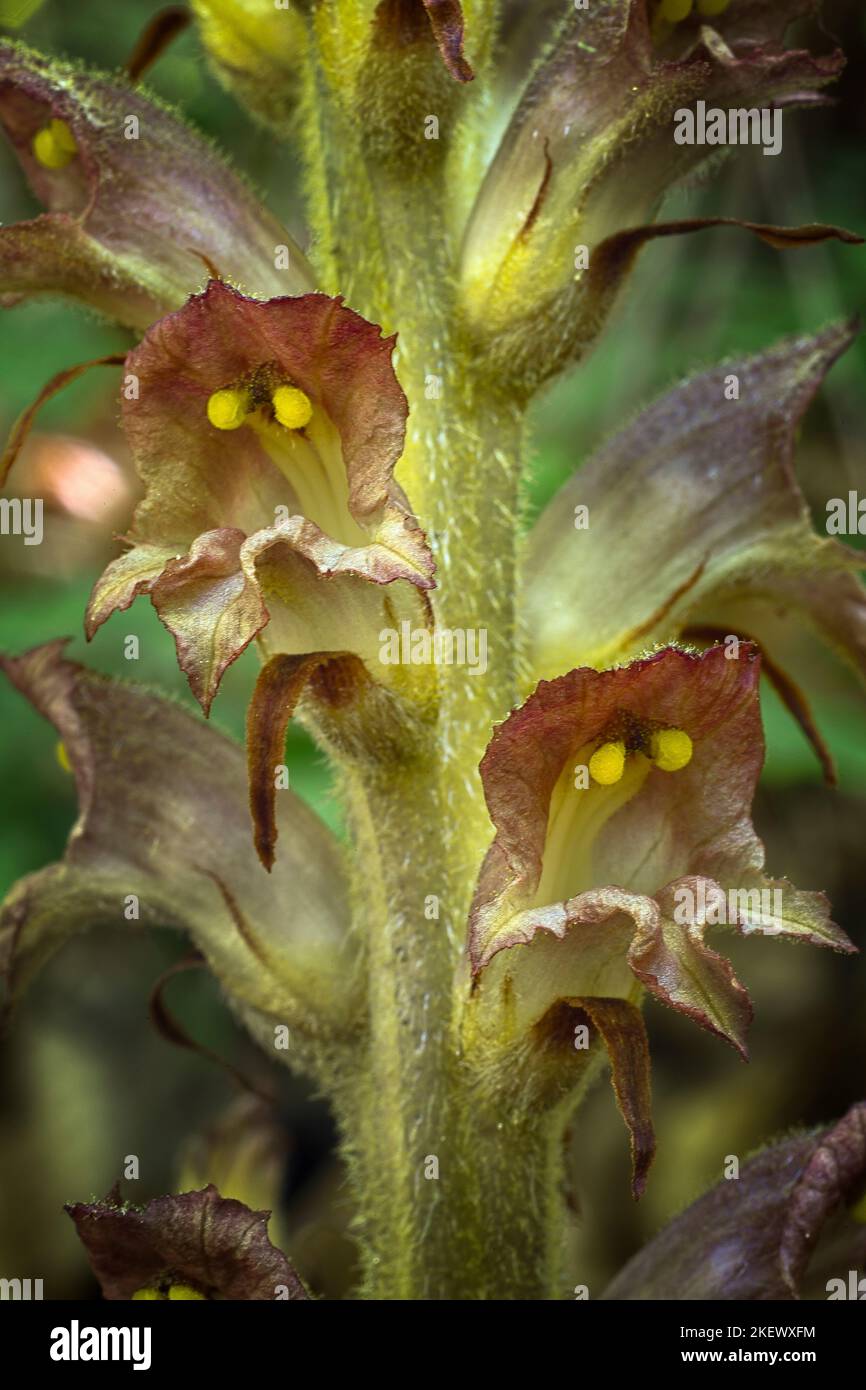 Greater broomrape (Orobanche rapum-genistae), Orobancaceae. Parasitic plant. Stock Photo