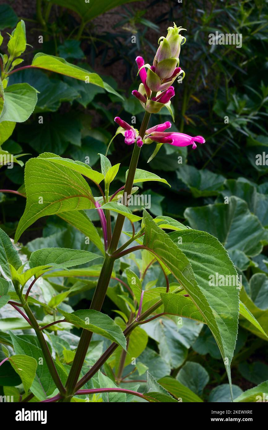 Salvia involucrata cv. Bethelli; Lamiaceae; ornamental sage; perennial herb; flower red Stock Photo