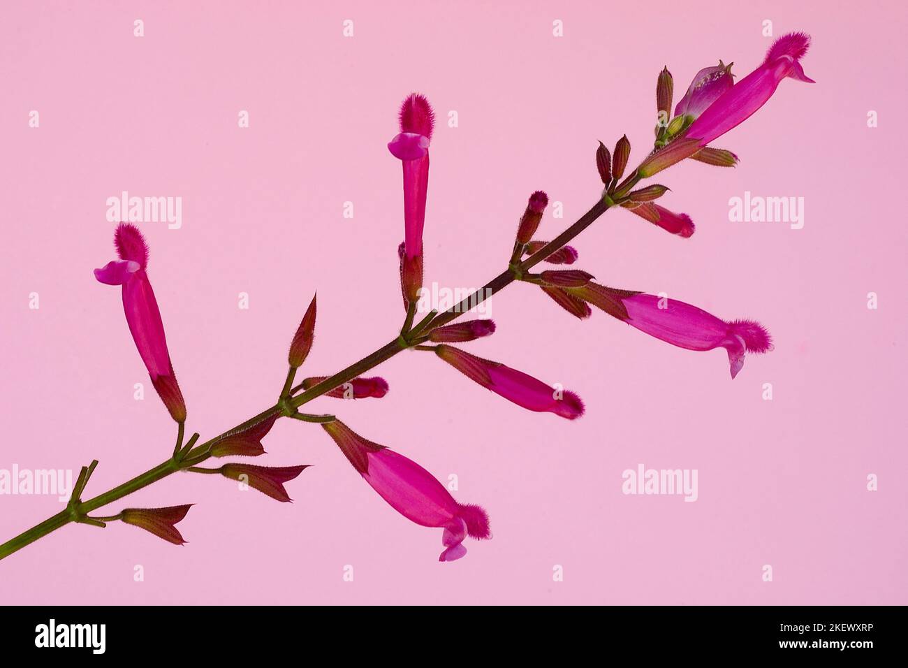 Salvia involucrata cv. Bethelli; Lamiaceae; ornamental sage; perennial herb; flower red Stock Photo