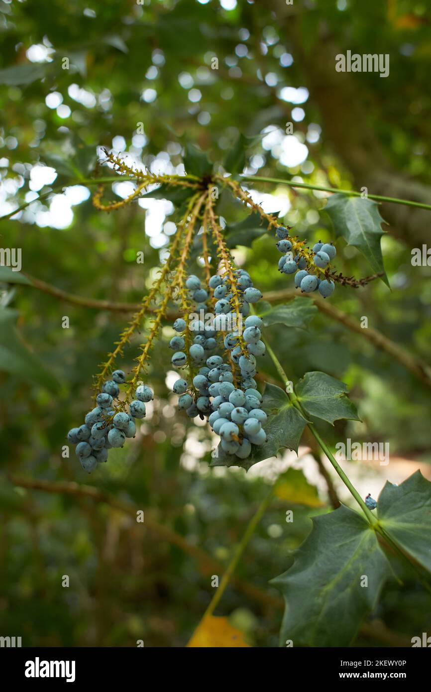 Plant of blue berberidaceae mahonia japonica napaulensis in the garden. Summer and spring time Stock Photo