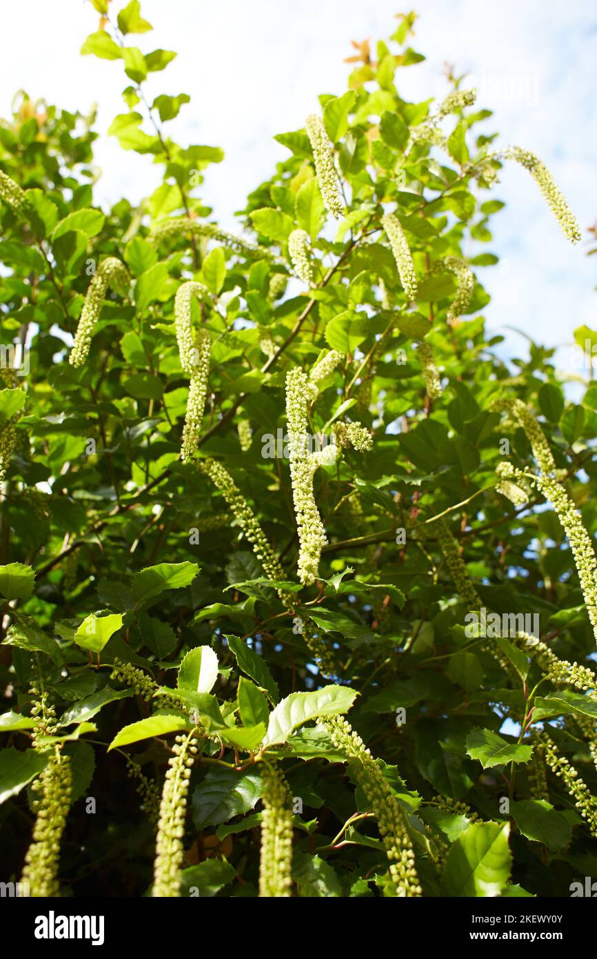 Green bush escalloniaceae itea yunnanensis in the garden. Summer and spring time Stock Photo